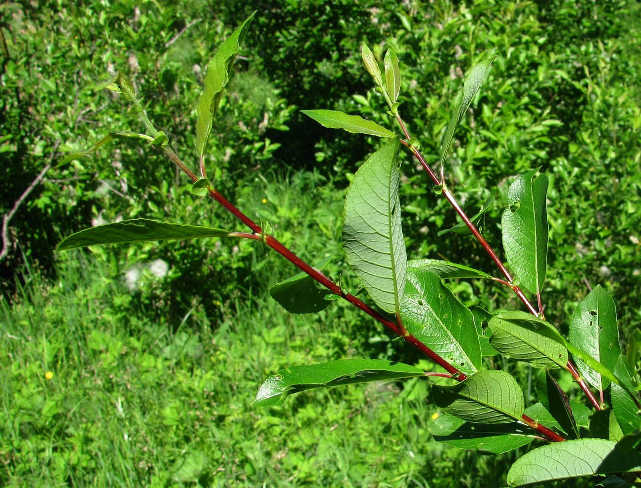 Image of Salix myrsinifolia specimen.