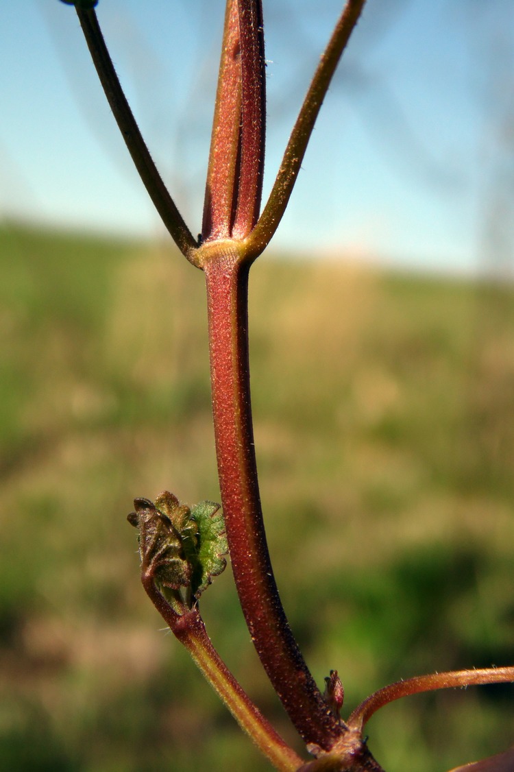 Image of Glechoma hederacea specimen.