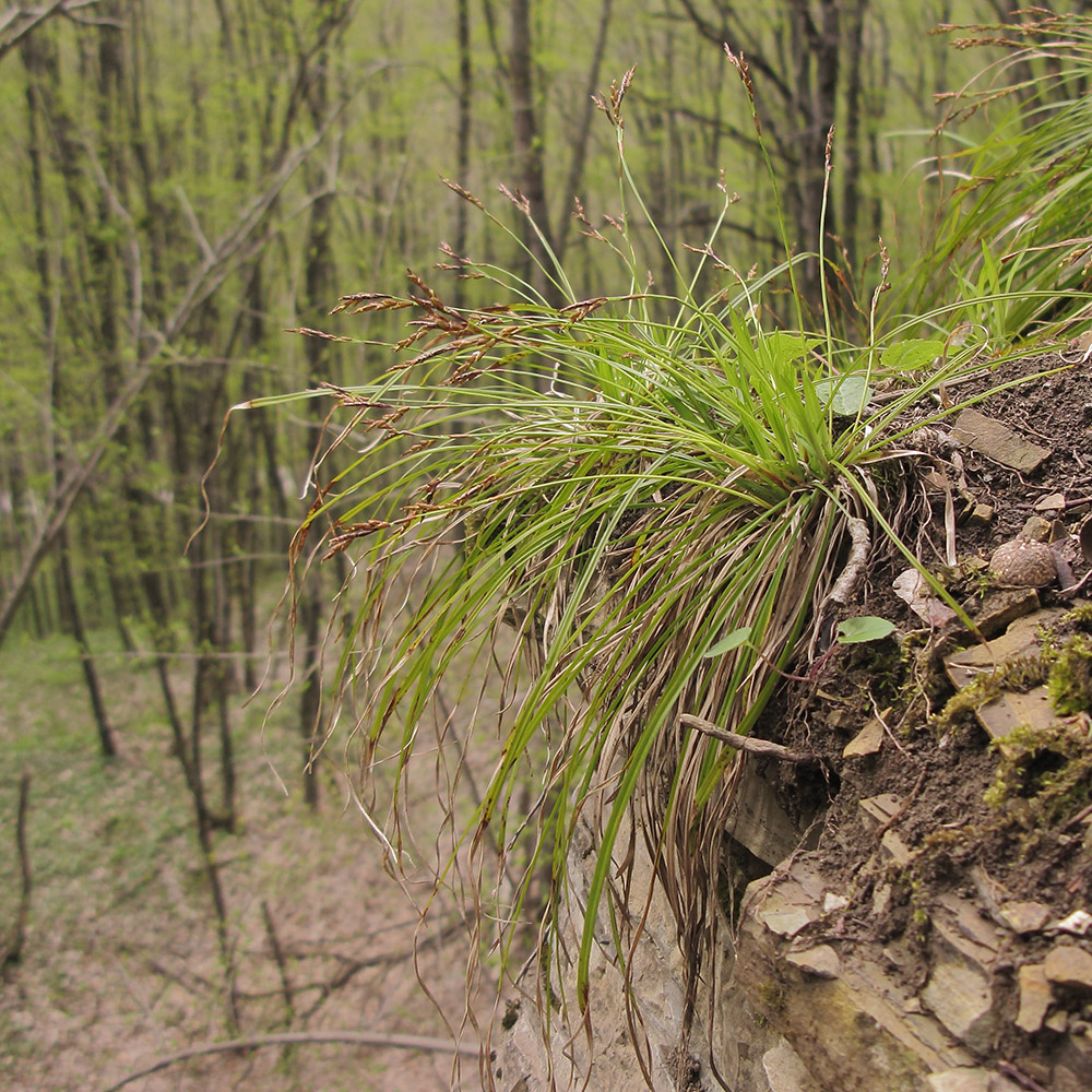 Изображение особи Carex digitata.