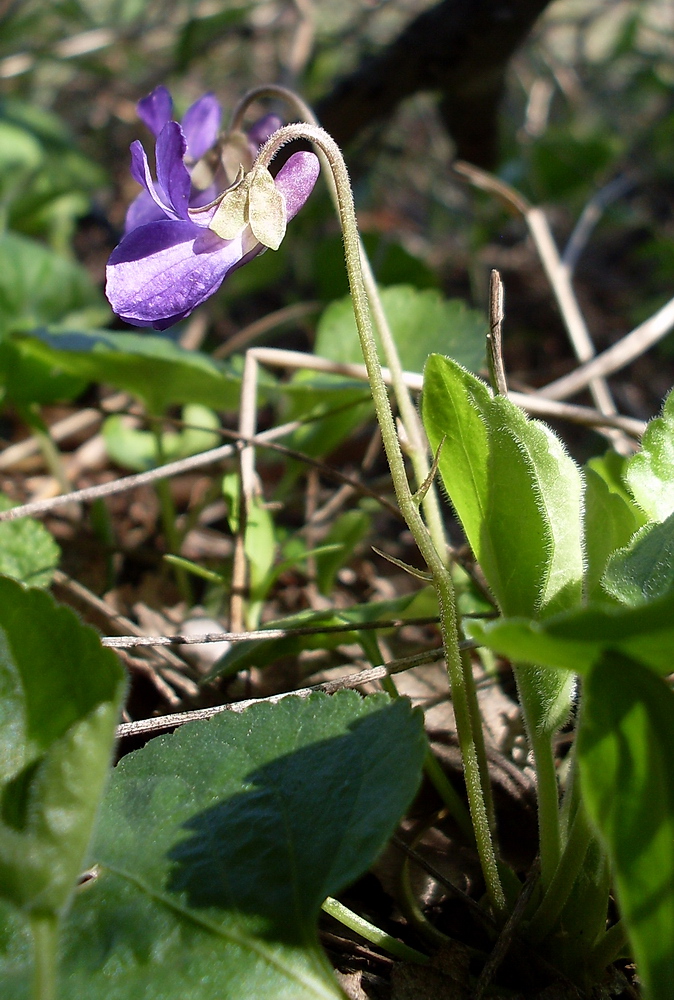 Image of Viola odorata specimen.