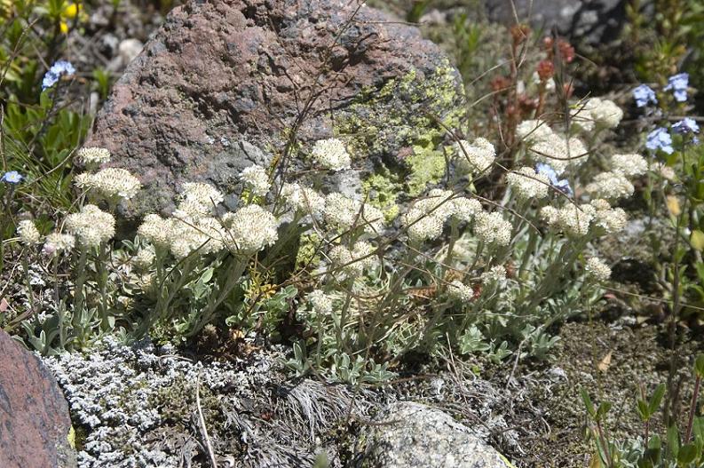 Изображение особи Antennaria caucasica.