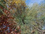Pinus ponderosa. Ветвь. Санкт-Петербург, Ботанический сад, уч. 126. 11.10.2015.