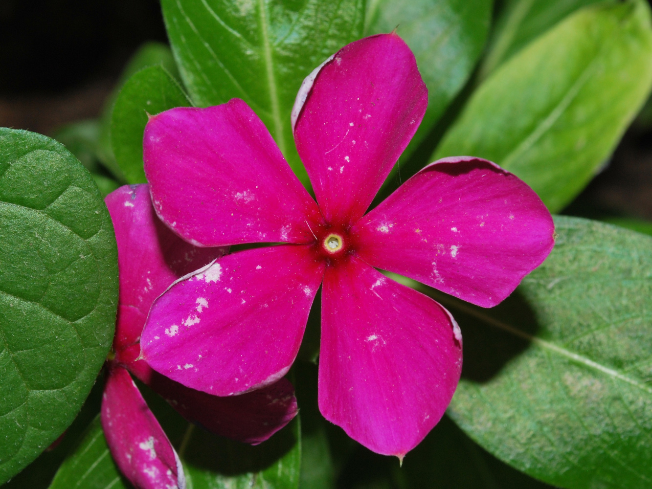 Изображение особи Catharanthus roseus.