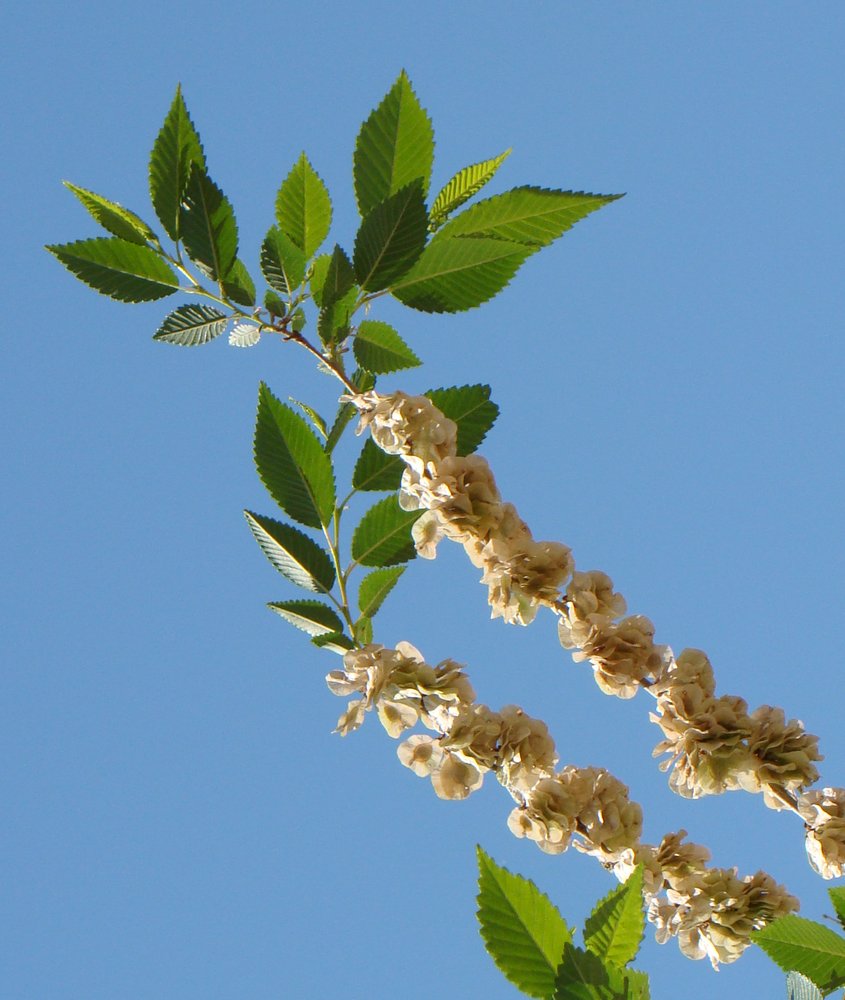 Image of Ulmus pumila specimen.