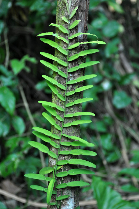 Image of Pothos scandens specimen.