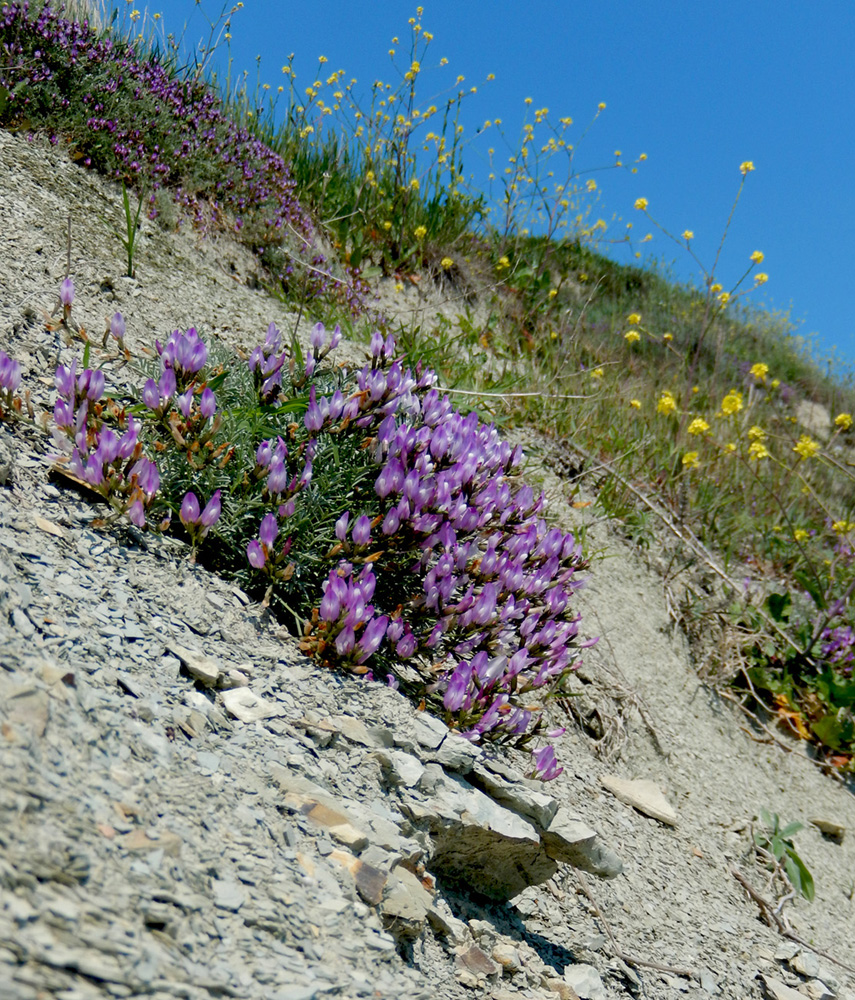 Image of Astragalus subuliformis specimen.