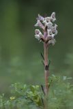 Orobanche lutea