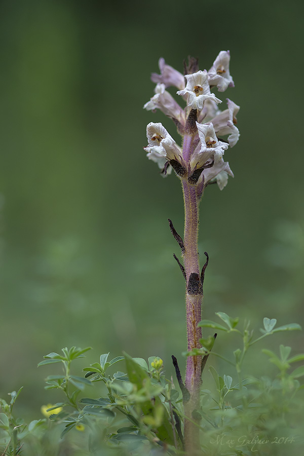 Image of Orobanche lutea specimen.