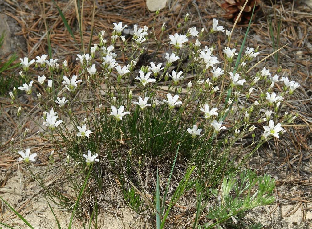 Image of Eremogone meyeri specimen.