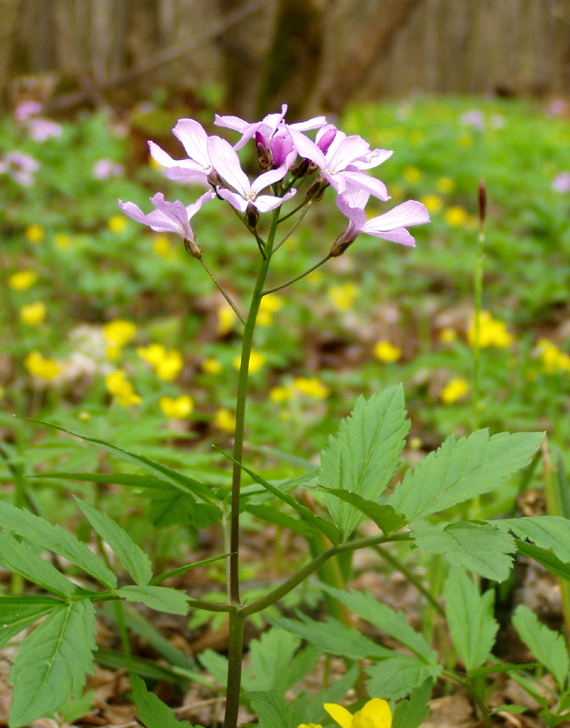 Image of Cardamine quinquefolia specimen.