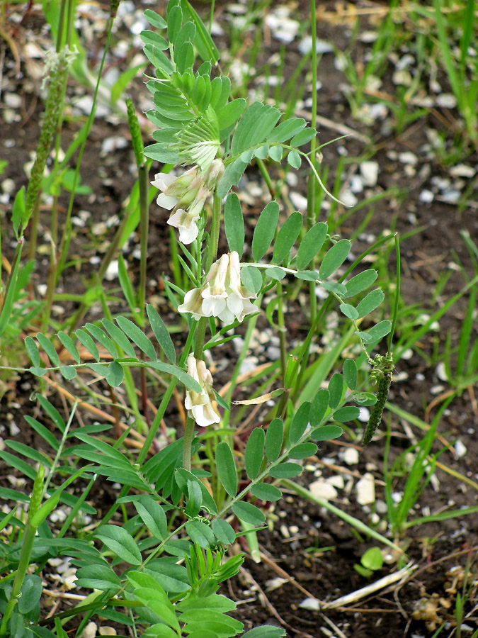 Image of Vicia pannonica specimen.