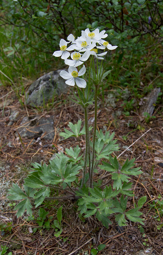 Image of Anemonastrum crinitum specimen.