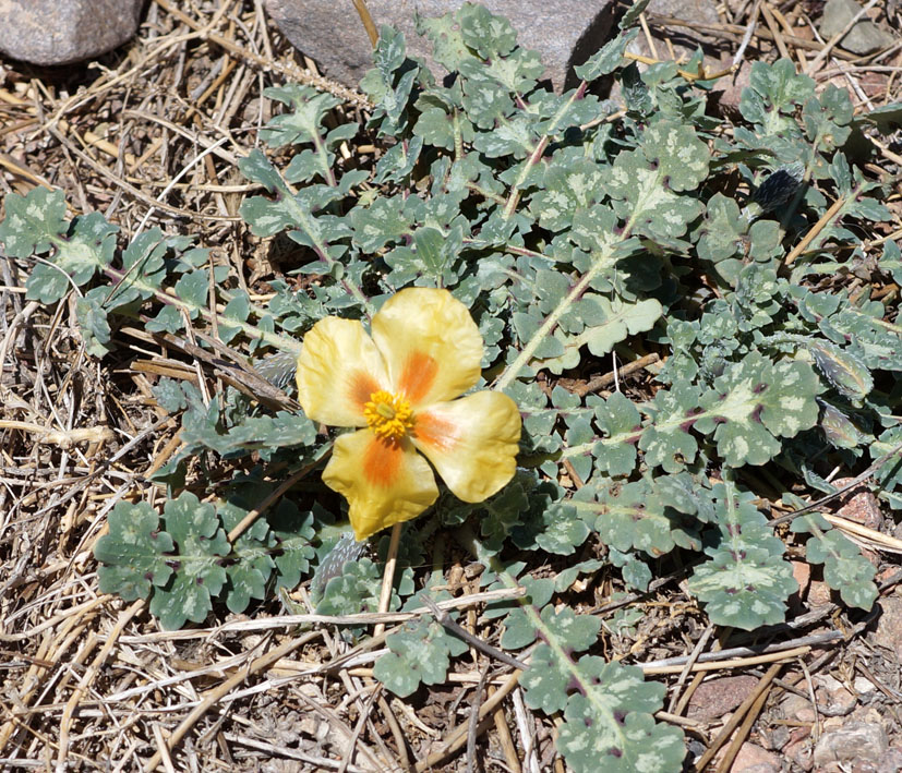 Image of Glaucium squamigerum specimen.