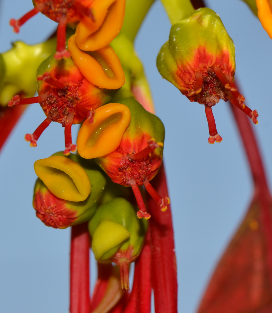 Image of Euphorbia pulcherrima specimen.