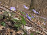 Anemone banketovii. Цветущие растения. Краснодарский край, м/о г. Новороссийск, ущ. Щель Мардакова, дубово-грабово-липовый лес. 27.02.2016.