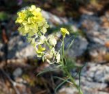 Erysimum flavum. Верхушка побега с соцветием. Иркутская обл., Ольхонский р-н, побережье оз. Байкал, окр. базы Чара, каменистый склон. 28.06.2014.