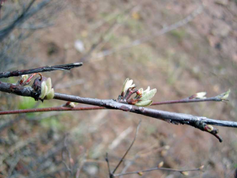 Image of Cotoneaster melanocarpus specimen.