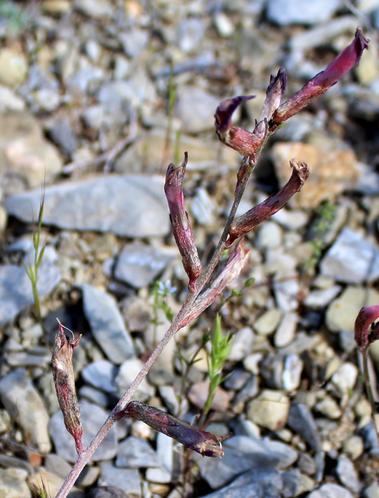 Image of Astragalus velatus specimen.