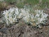 Astragalus alberti