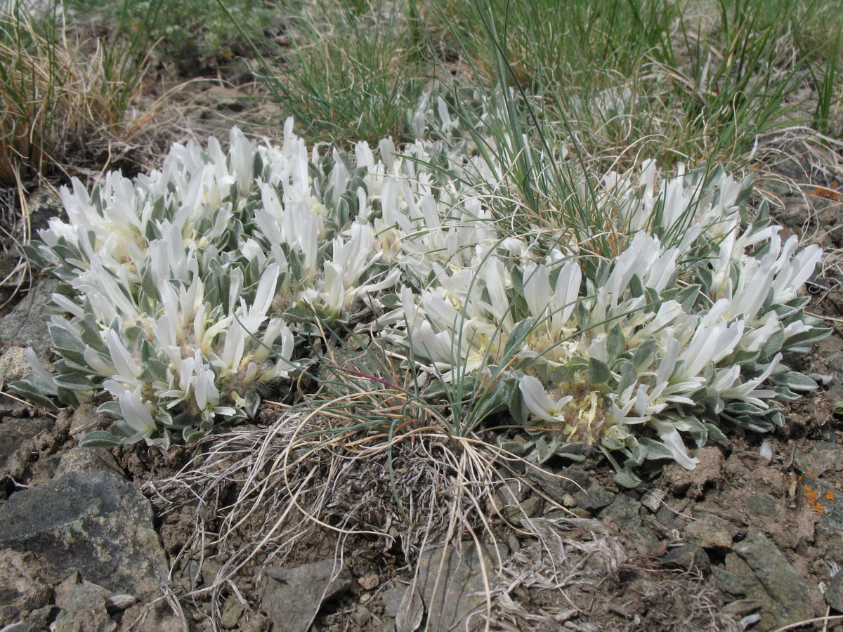 Изображение особи Astragalus alberti.