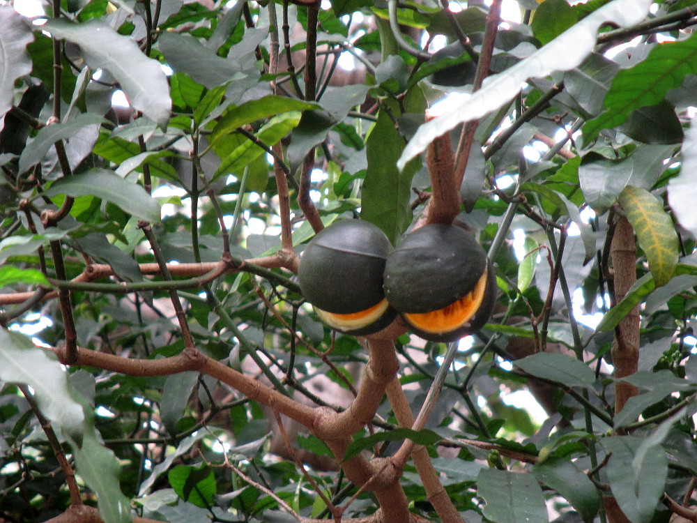 Image of Tabernaemontana ventricosa specimen.