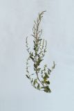 Atriplex tatarica. Верхушка цветущего растения. Республика Молдова, пригород Кишинёва. 19 августа 2009 г.