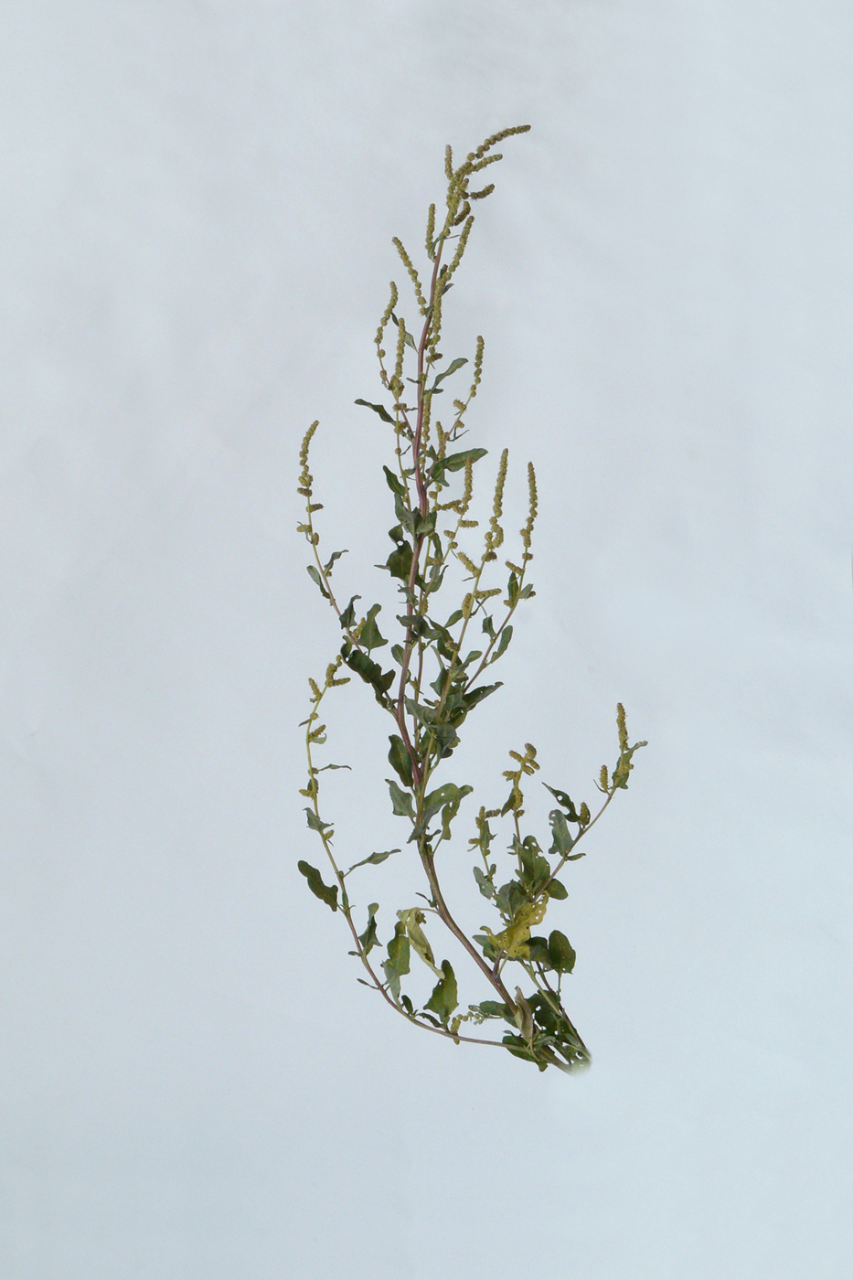 Image of Atriplex tatarica specimen.