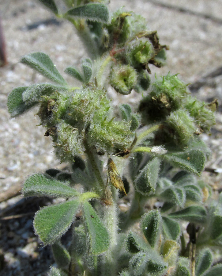 Image of Medicago marina specimen.