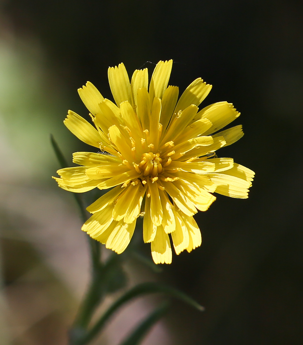 Изображение особи род Crepis.