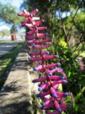 Aechmea gamosepala