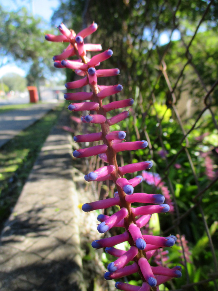 Image of Aechmea gamosepala specimen.