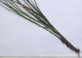 Carex remota