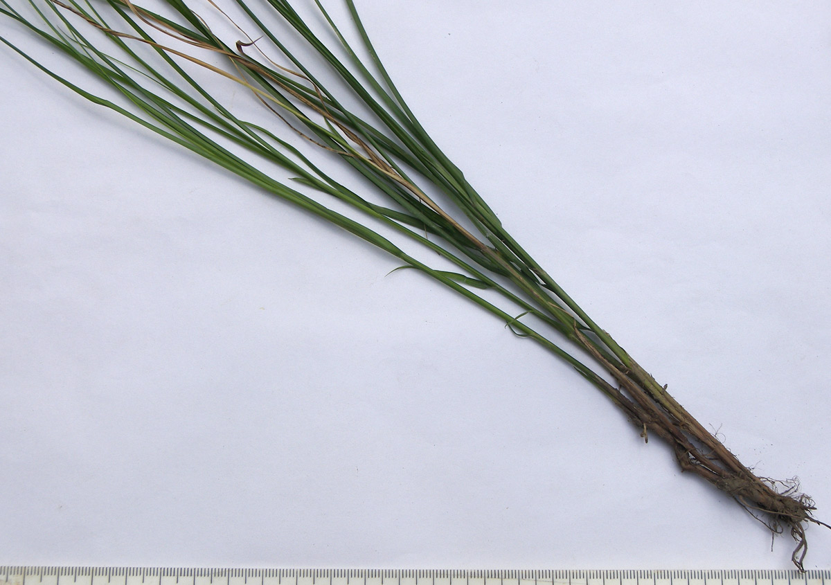 Image of Carex remota specimen.