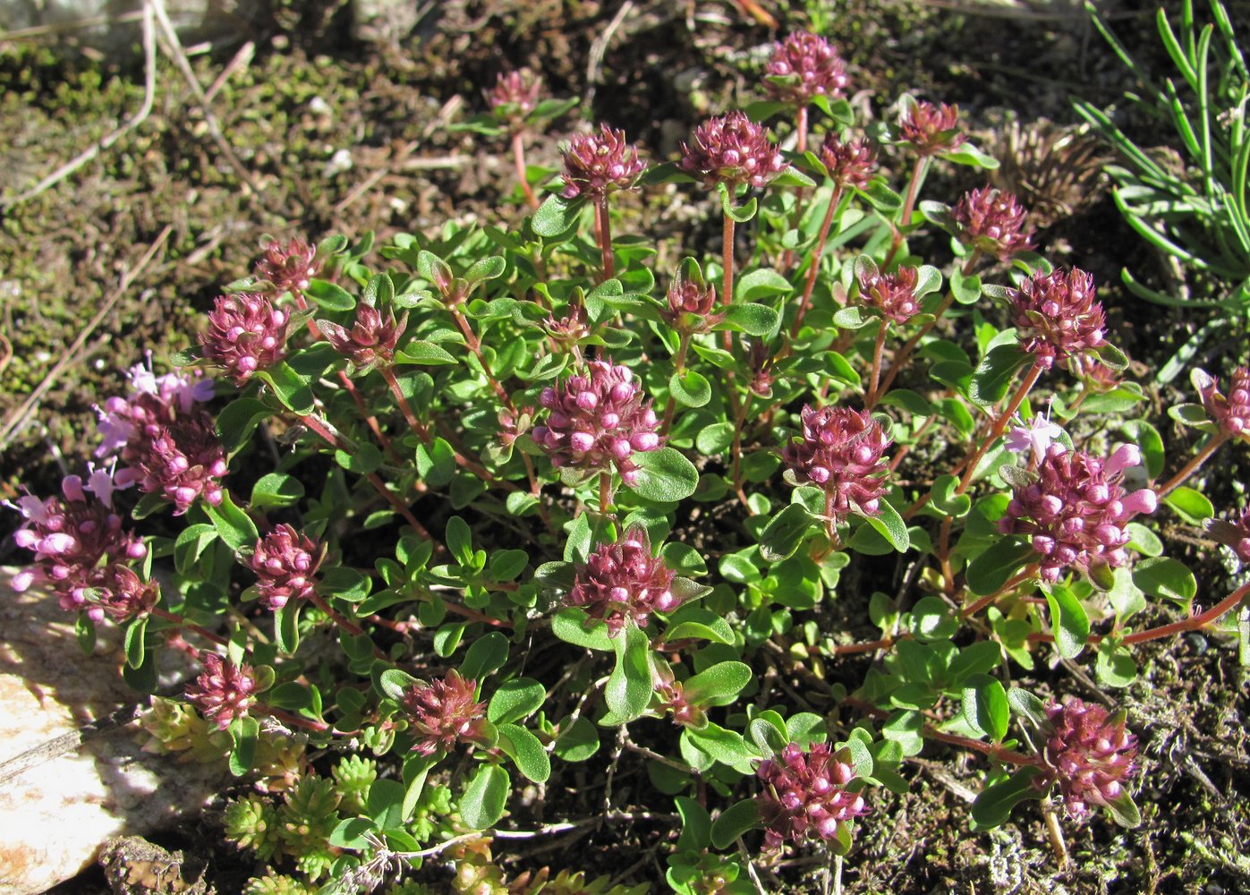 Image of Thymus nummularius specimen.