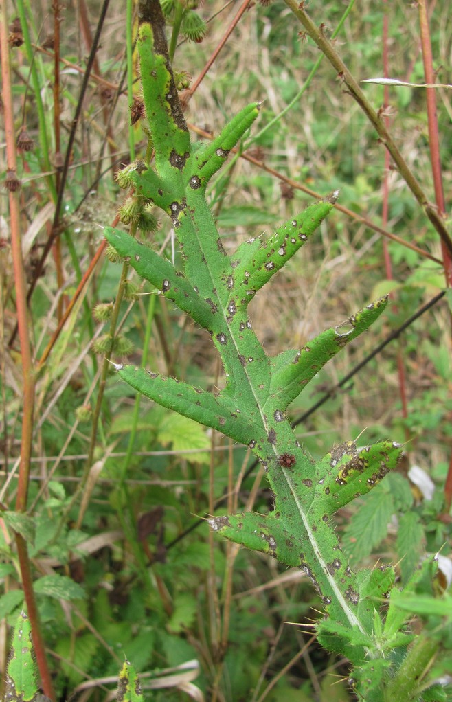 Image of Cirsium vulgare specimen.