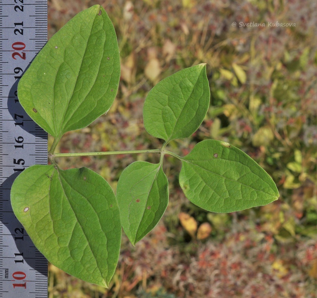 Image of Clematis mandshurica specimen.