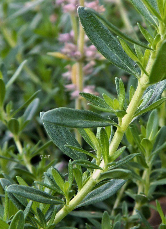 Image of genus Thymus specimen.