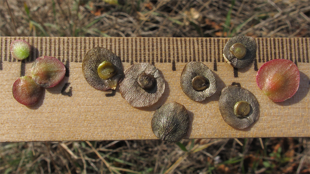 Image of Atriplex aucheri specimen.