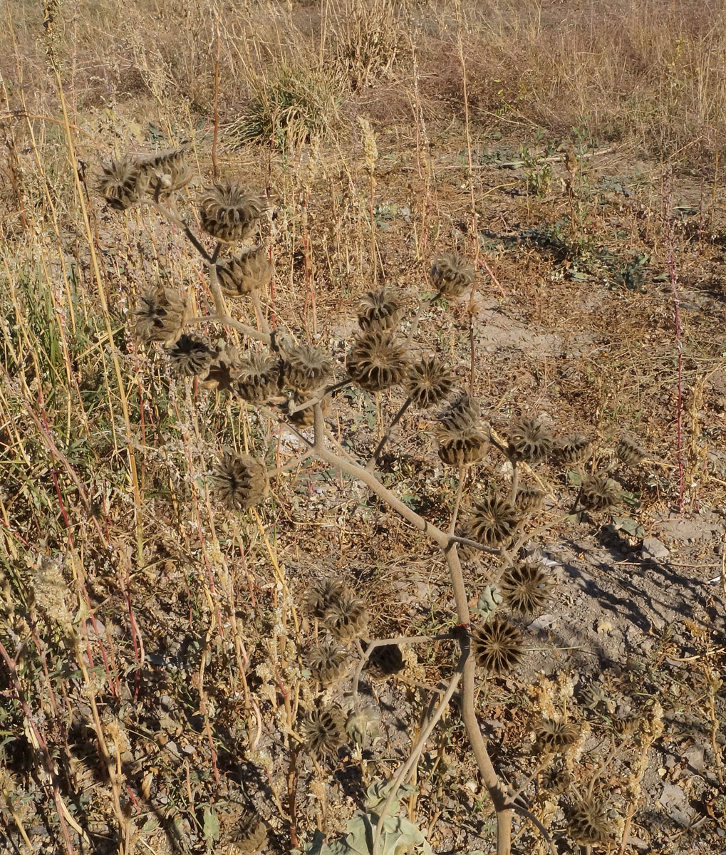 Image of Abutilon theophrasti specimen.