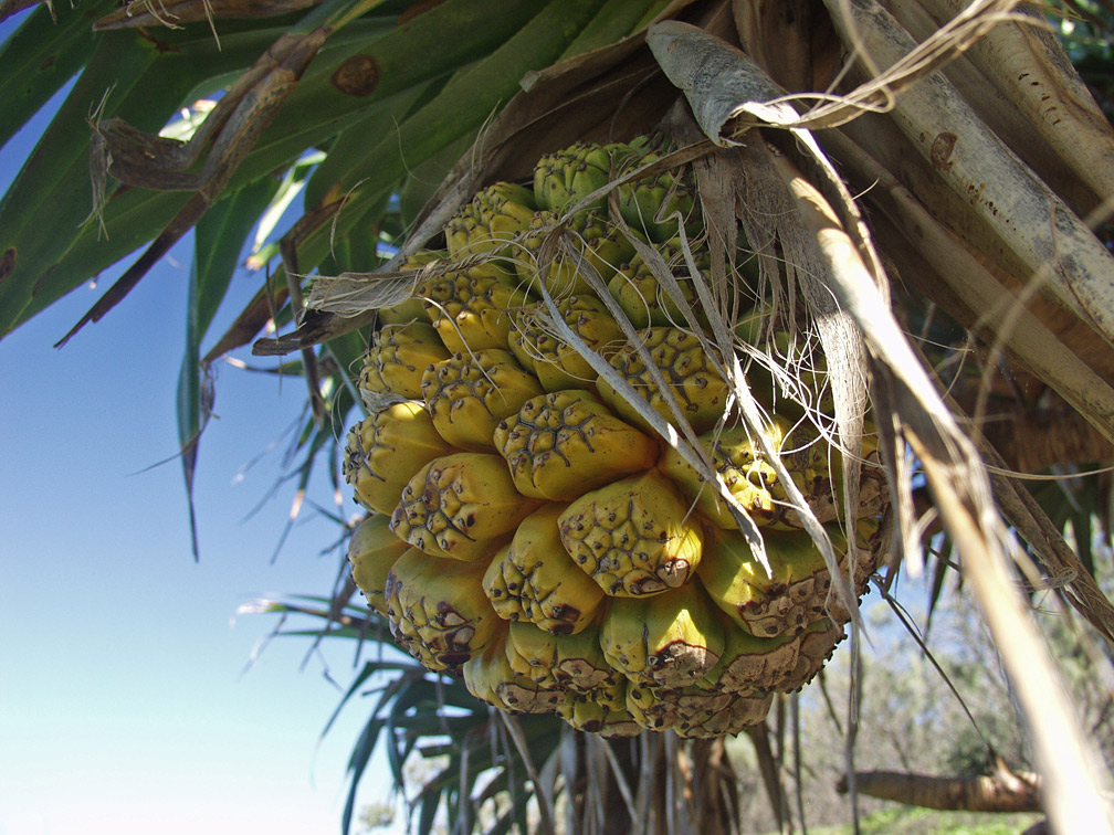 Image of Pandanus tectorius specimen.