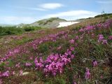 Rhododendron camtschaticum. Цветущие растения на нивальной лужайке. Магаданская обл., окр. Магадана, п-ов Старицкого. 12.07.2017.