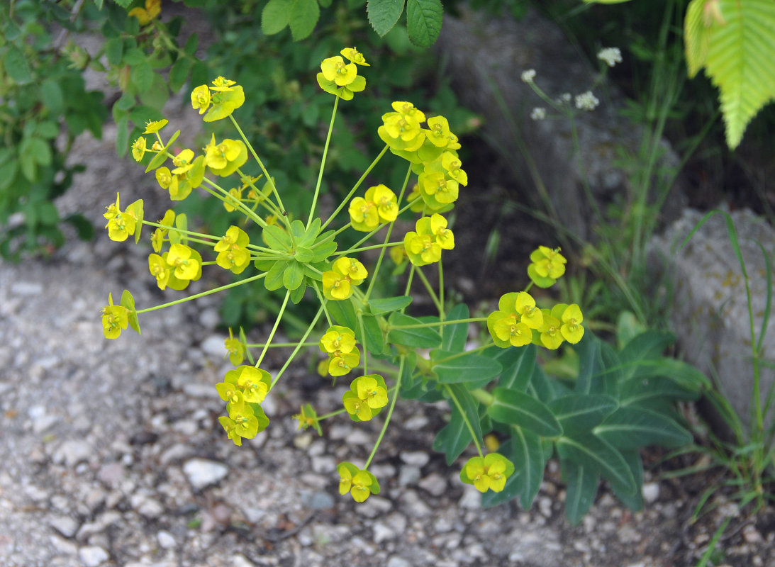 Изображение особи Euphorbia stepposa.