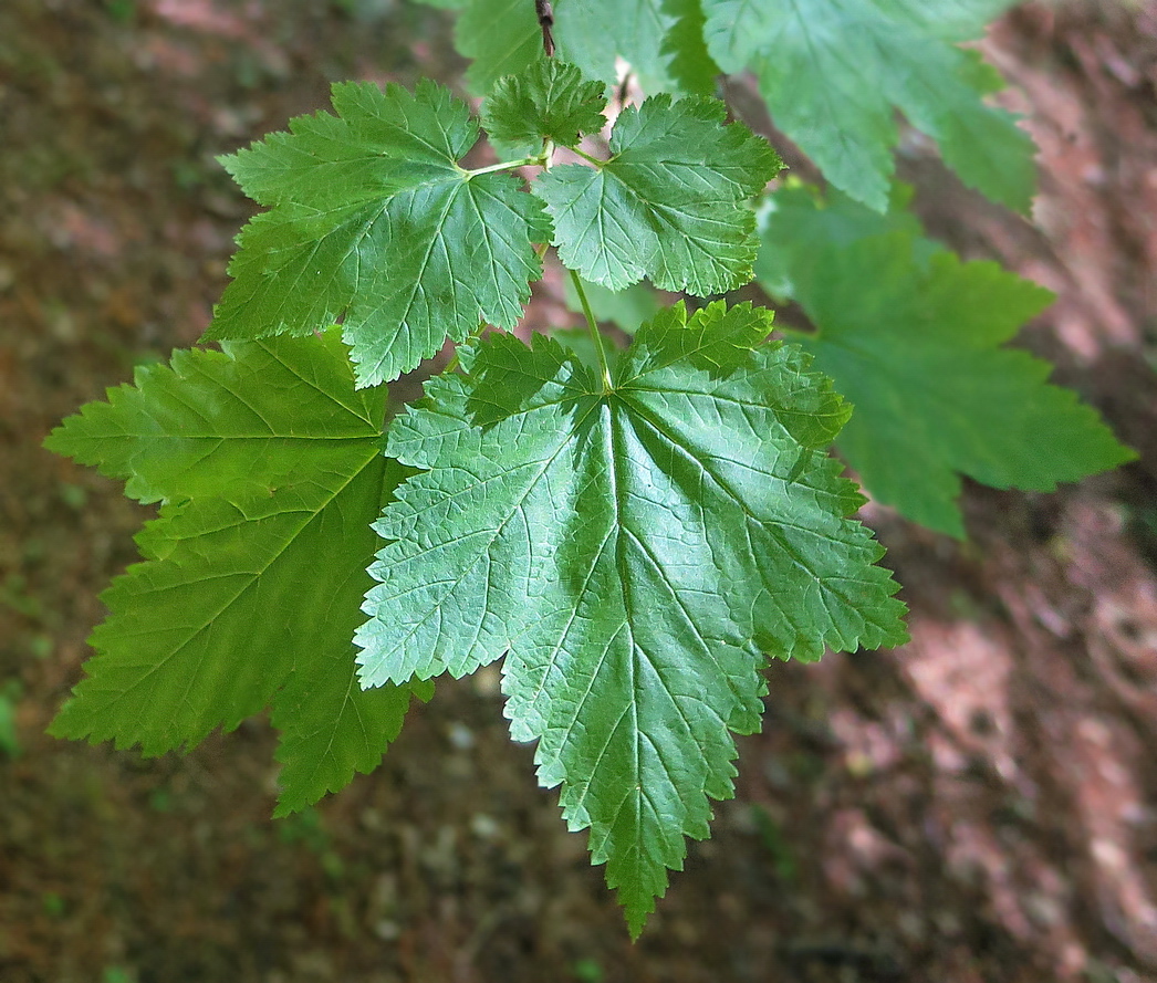 Изображение особи Physocarpus amurensis.