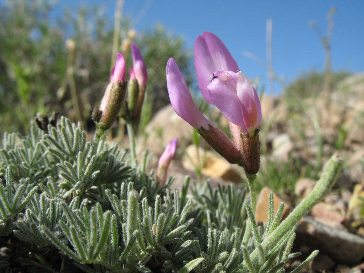 Изображение особи Astragalus kronenburgii.