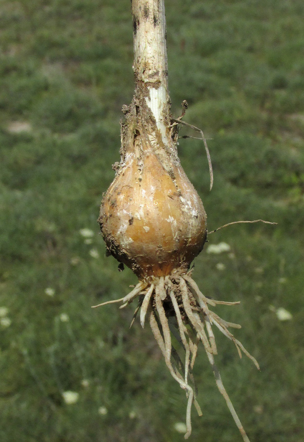 Image of Allium sphaerocephalon specimen.