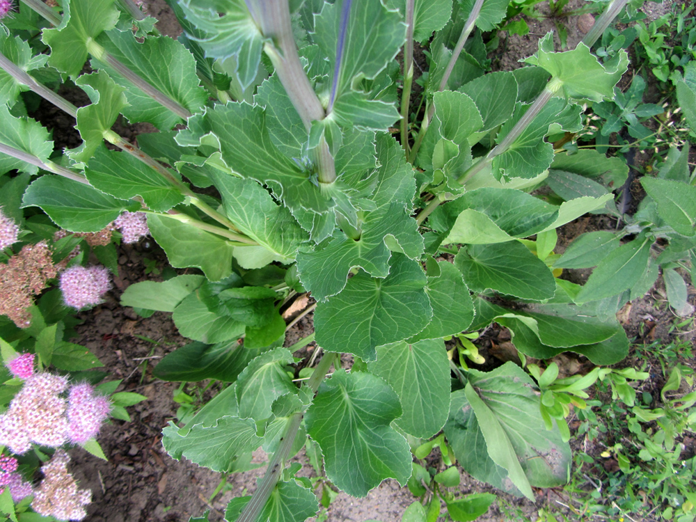 Image of Eryngium planum specimen.