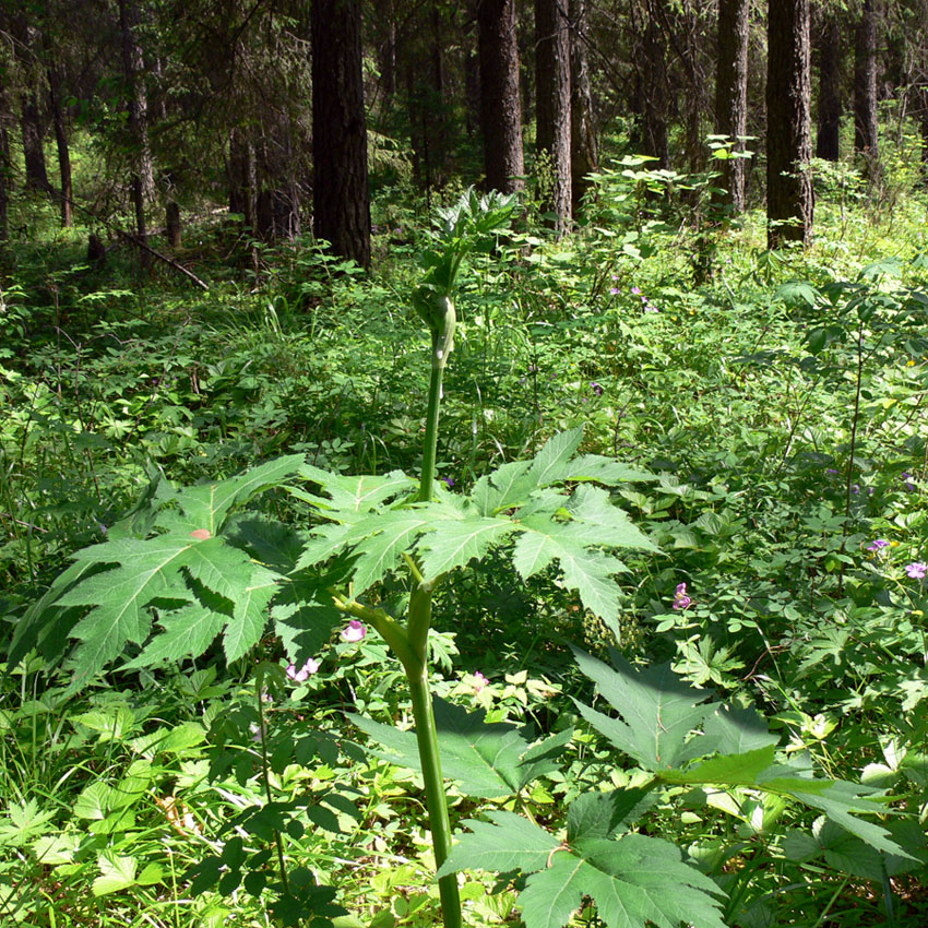 Image of Heracleum sibiricum specimen.