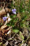 Viola riviniana