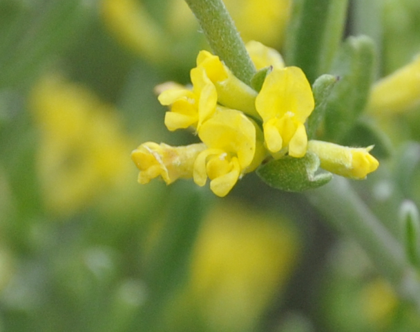 Image of Anthyllis hermanniae specimen.