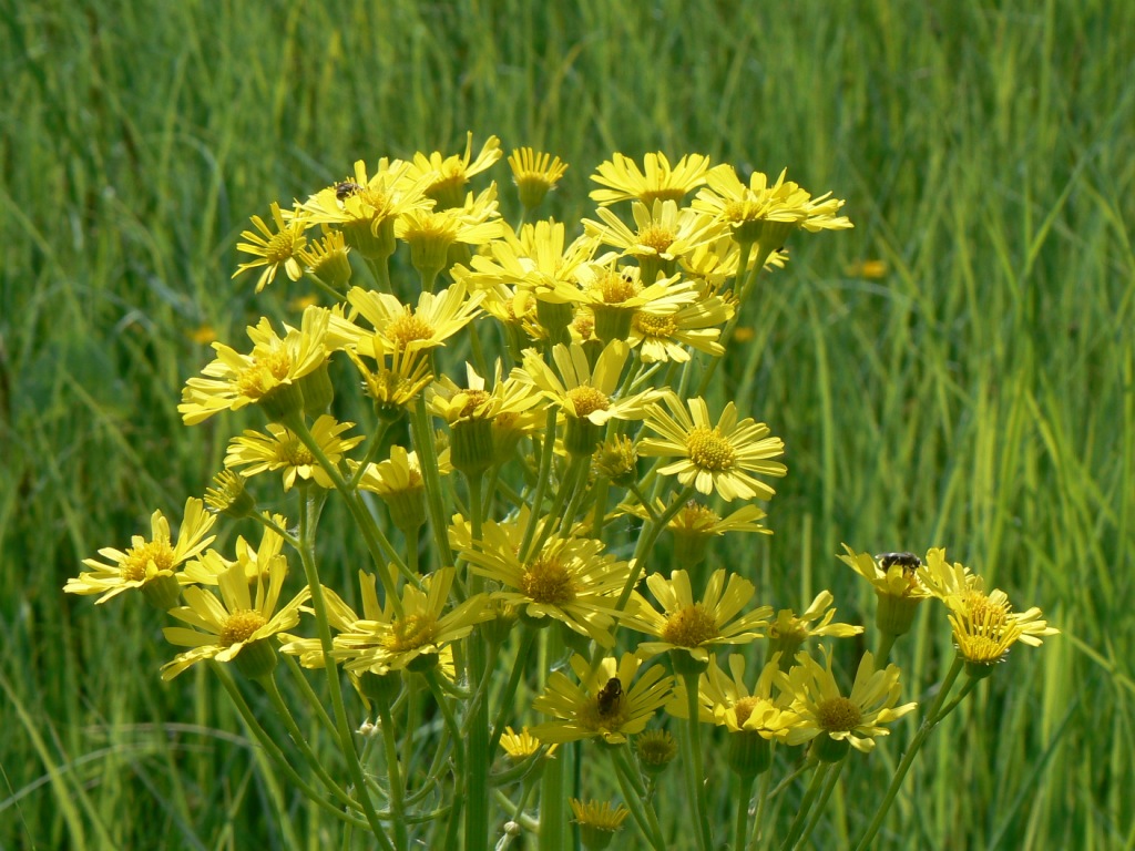 Image of Tephroseris subdentata specimen.